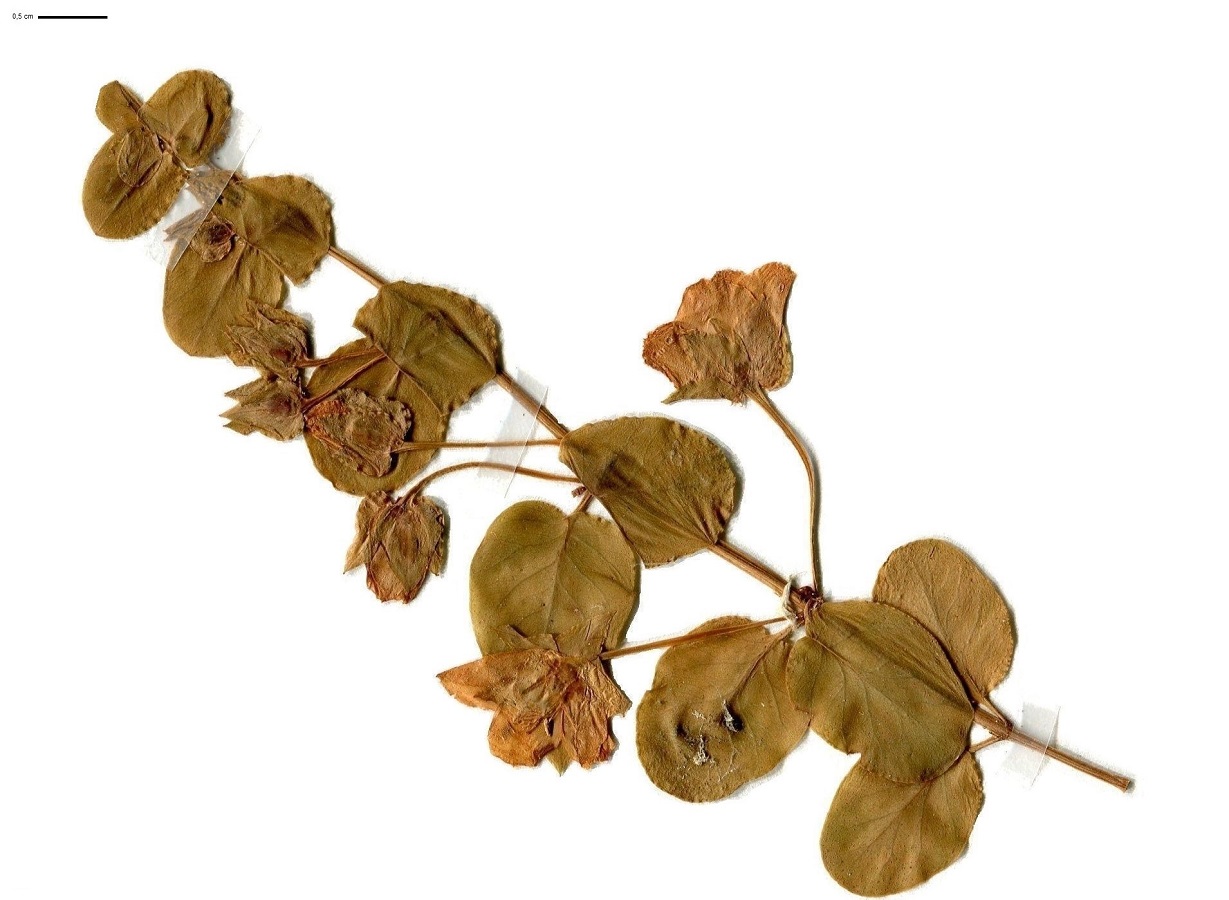 Lysimachia nummularia (Primulaceae)